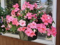 Impatiens