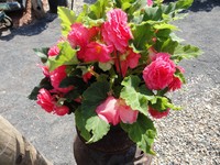 Begonia