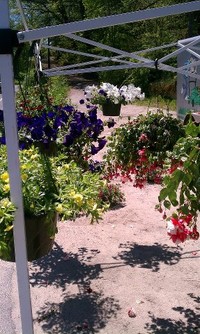 Mothers Day Hanging Plants 2012