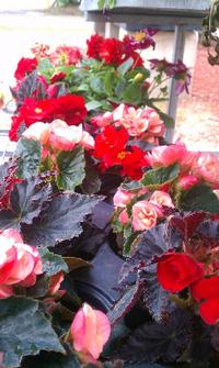 Annual Nonstop Begonia