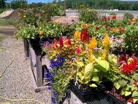 Annual Plants