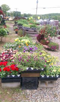 Annuals