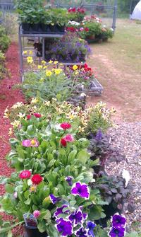 Assorted Annuals & Perennials