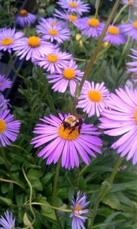 Perennial Aster