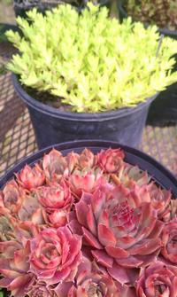 Perennial Ground Covers