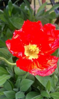 Perennial Poppies