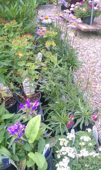 Perennials