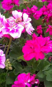 Pink Geraniums
