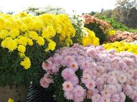 A face full of Mums