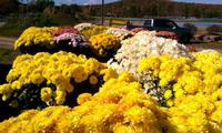 A Sea of Color