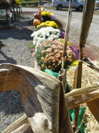 Corn Stalks too