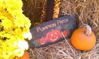 Fall is Great 2