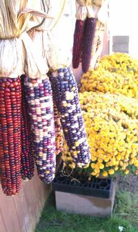 Indian Corn Too