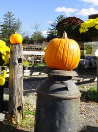 Jackolantern