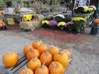 Mums & Pumpkins
