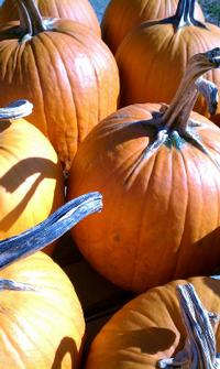 Pumpkins 3