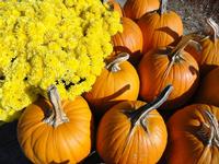Snuggly Pumpkins