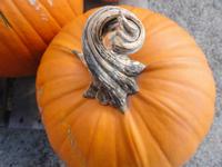 Sugar Pumpkin