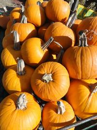 Sugar Pumpkins