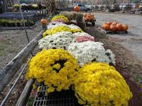 Yellow & White