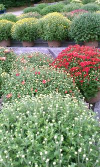Tons of Mums