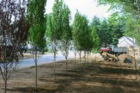 Landscaping Job (2)