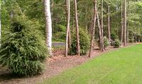 Side Right Lawn and trees