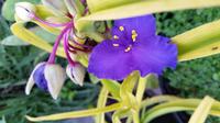 20160930 080745 - Spiderwort