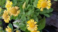20160930 080715 - Blanket Flower Mesa Yellow