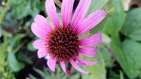 20160930 080709 - Cone Flower