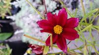20160930 080654 - Tickseed