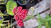 20160930 080643 - Yarrow