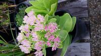 20160930 080636 - Sedum