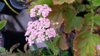 20160930 080631 - Yarrow