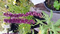 20160930 080622 - Meadow Sage