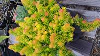 20160930 080618 - Sedum Angelica
