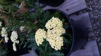 Garden Center Plants