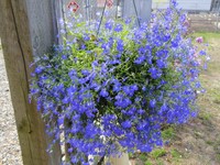 Lobelia