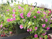 Calibrachoa - Million Bells