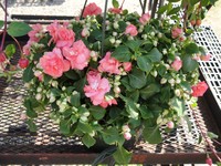 Double Impatiens