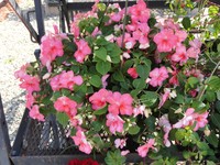 Impatiens