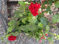 Red Geranium