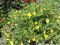 Calibrachoa - Million Bells