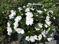 New Guinea Impatien