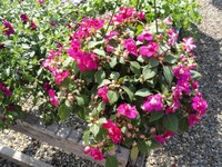 Double Impatiens