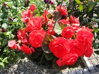 Begonia