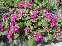 Double Impatiens