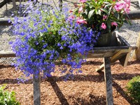 You can garden from a chair!