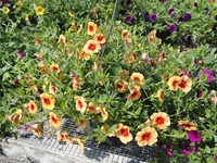 Calibrachoa - Million Bells