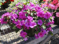 Impatiens